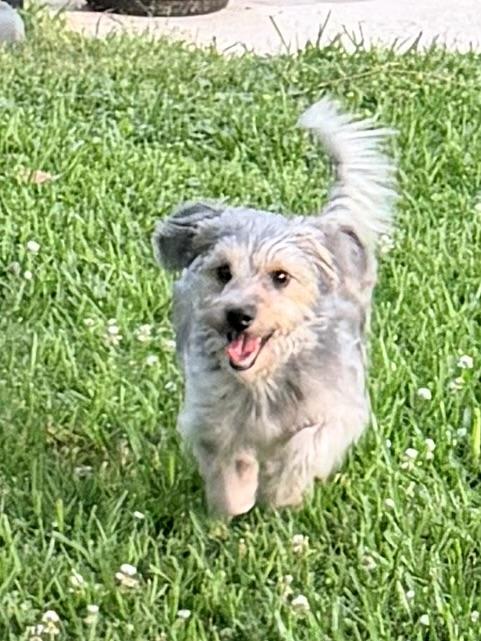 Enlarge Fonzie, an adopted mixed breed in Baker, LA image 2/6