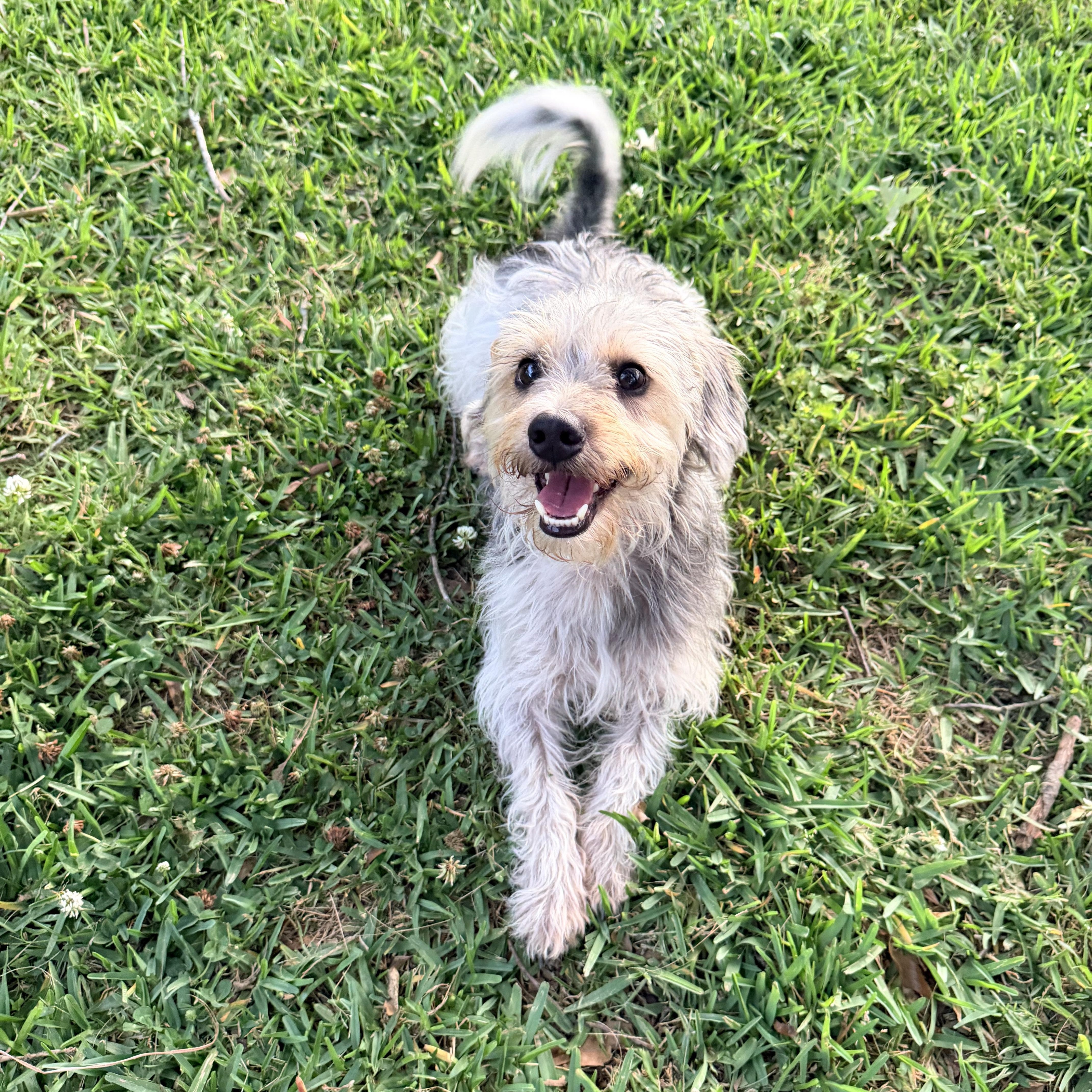 Enlarge Fonzie, an adopted mixed breed in Baker, LA image 5/6