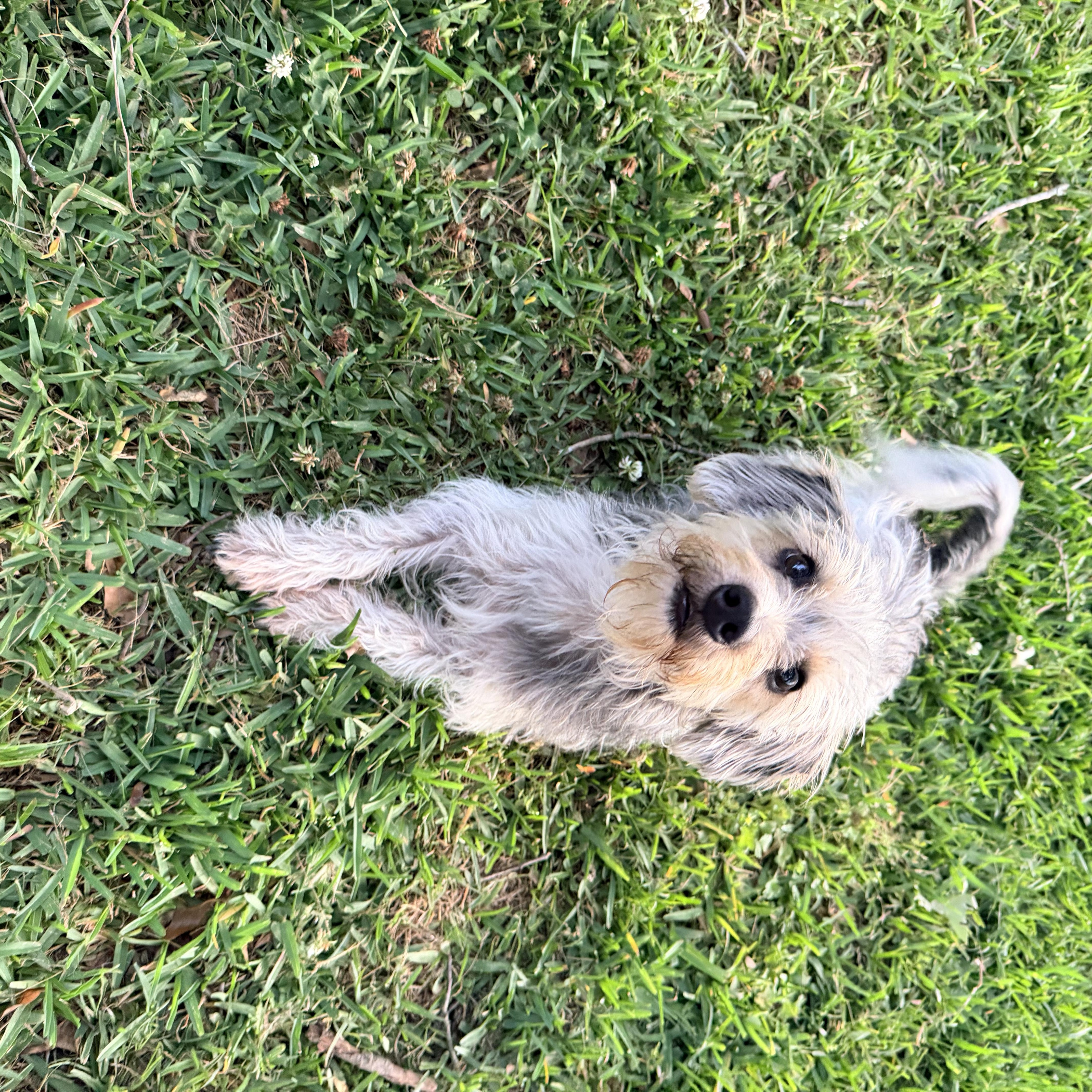 Enlarge Fonzie, an adopted mixed breed in Baker, LA image 6/6