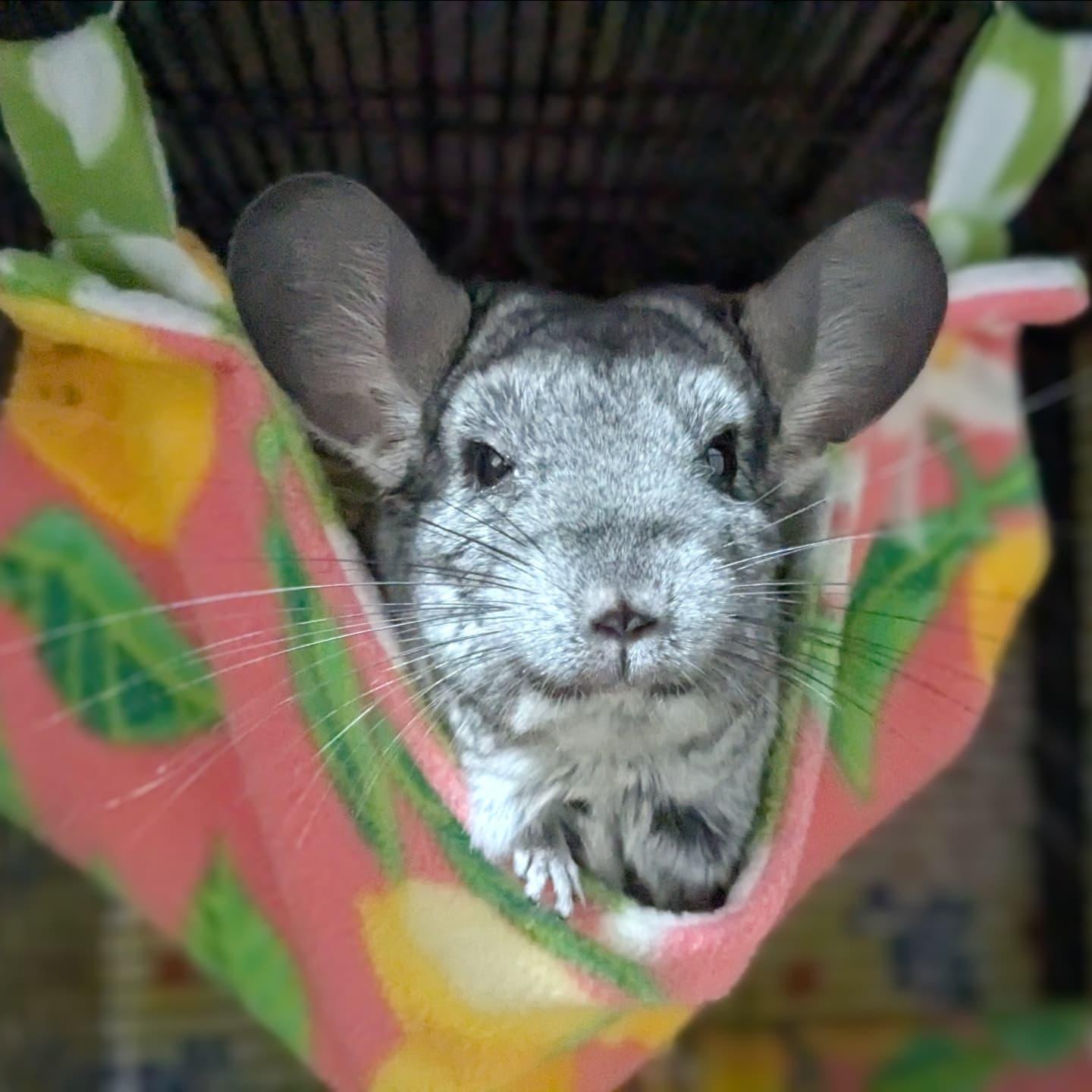 Gigi, a Adoptable Chinchilla in Modesto, CA image 2/4