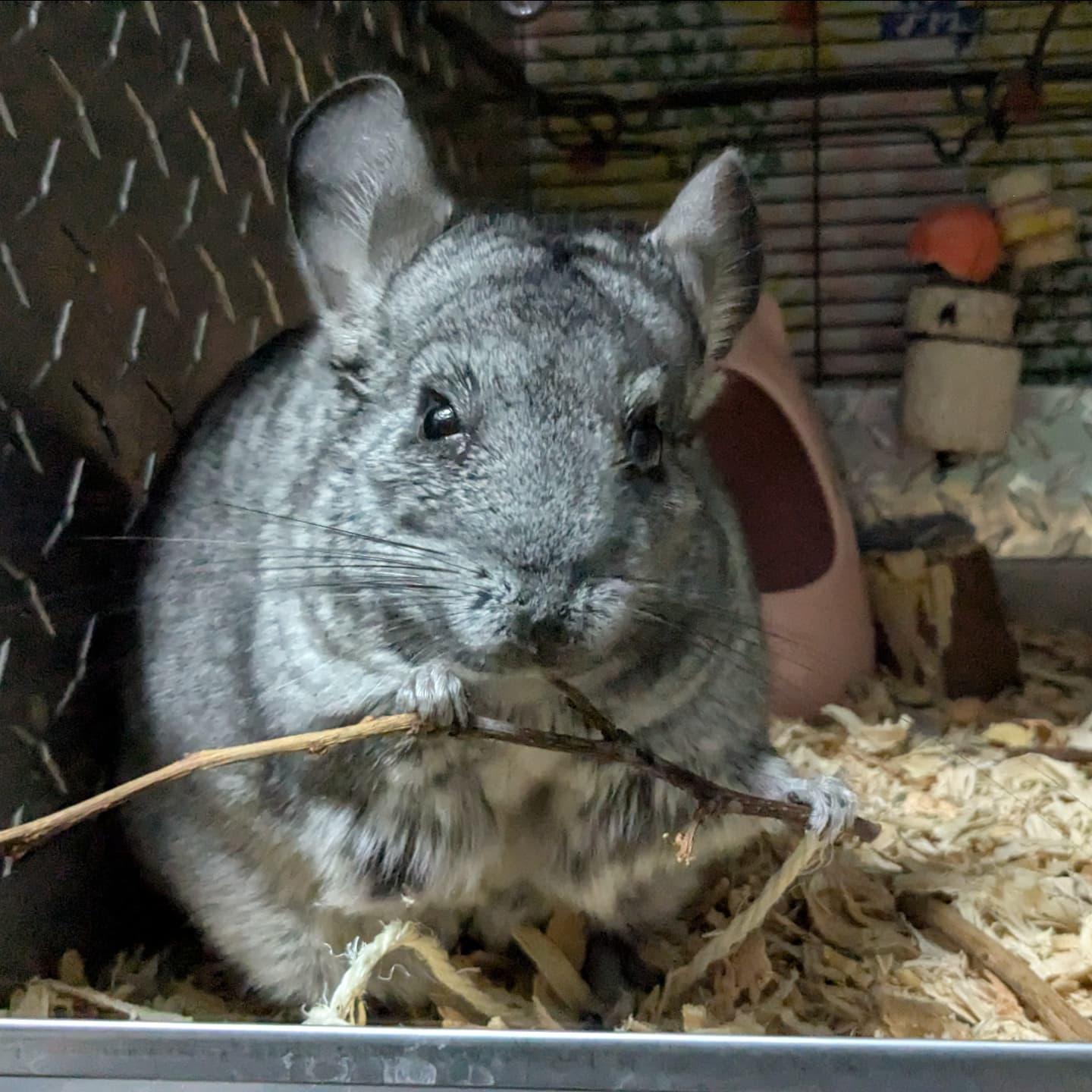 Gigi, a Adoptable Chinchilla in Modesto, CA image 3/4