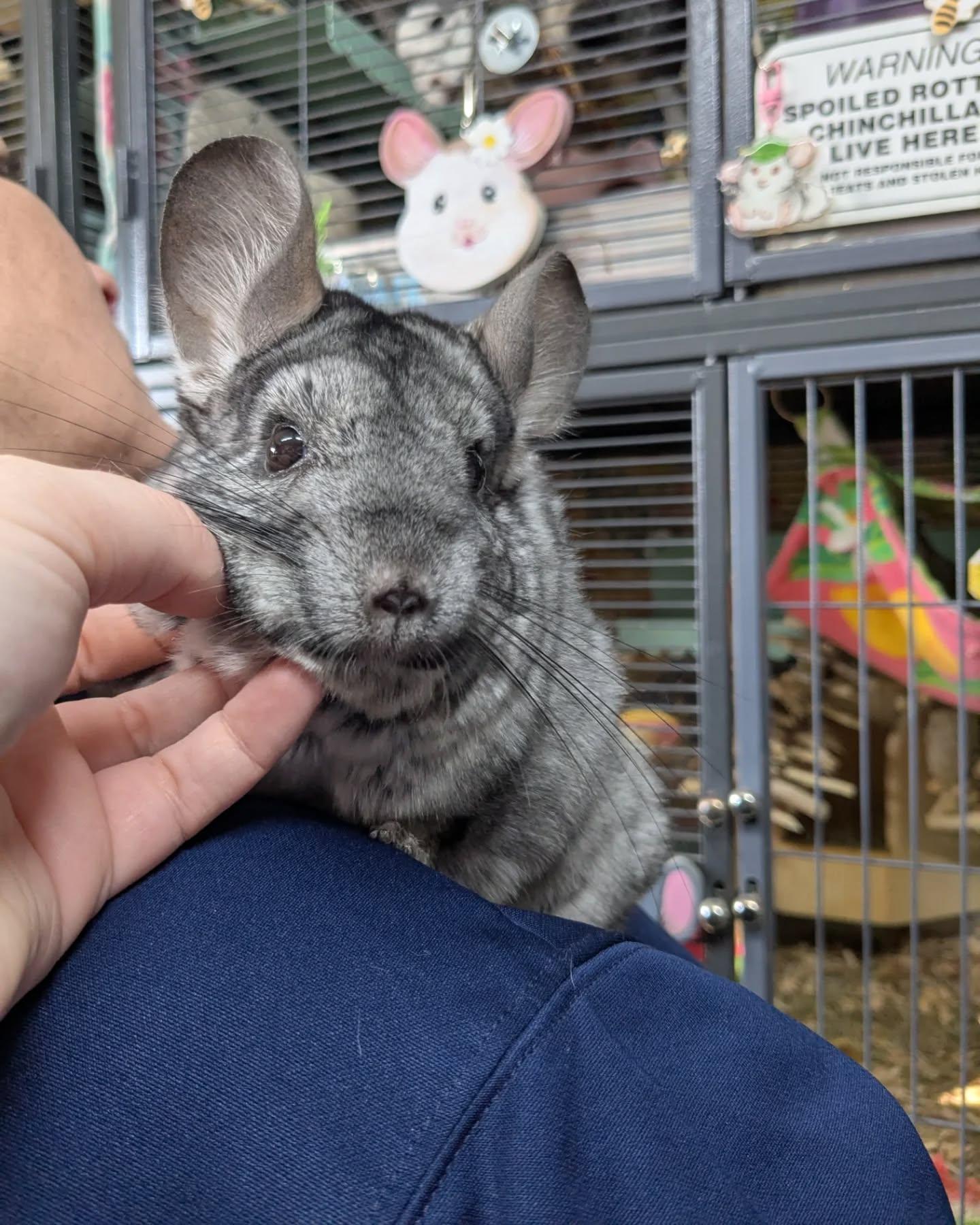 Gigi, a Adoptable Chinchilla in Modesto, CA image 4/4