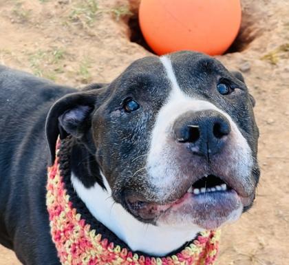 Enlarge Boomer HW+ Fee Waved Fostered, a Adoptable mixed breed in Seneca, SC image 1/3