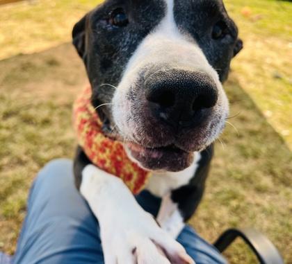 Boomer HW+ Fee Waved Fostered, Adoptable, Adult Male Pit Bull Terrier & Mixed Breed.