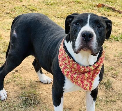 Enlarge Boomer HW+ Fee Waved Fostered, a Adoptable mixed breed in Seneca, SC image 3/3