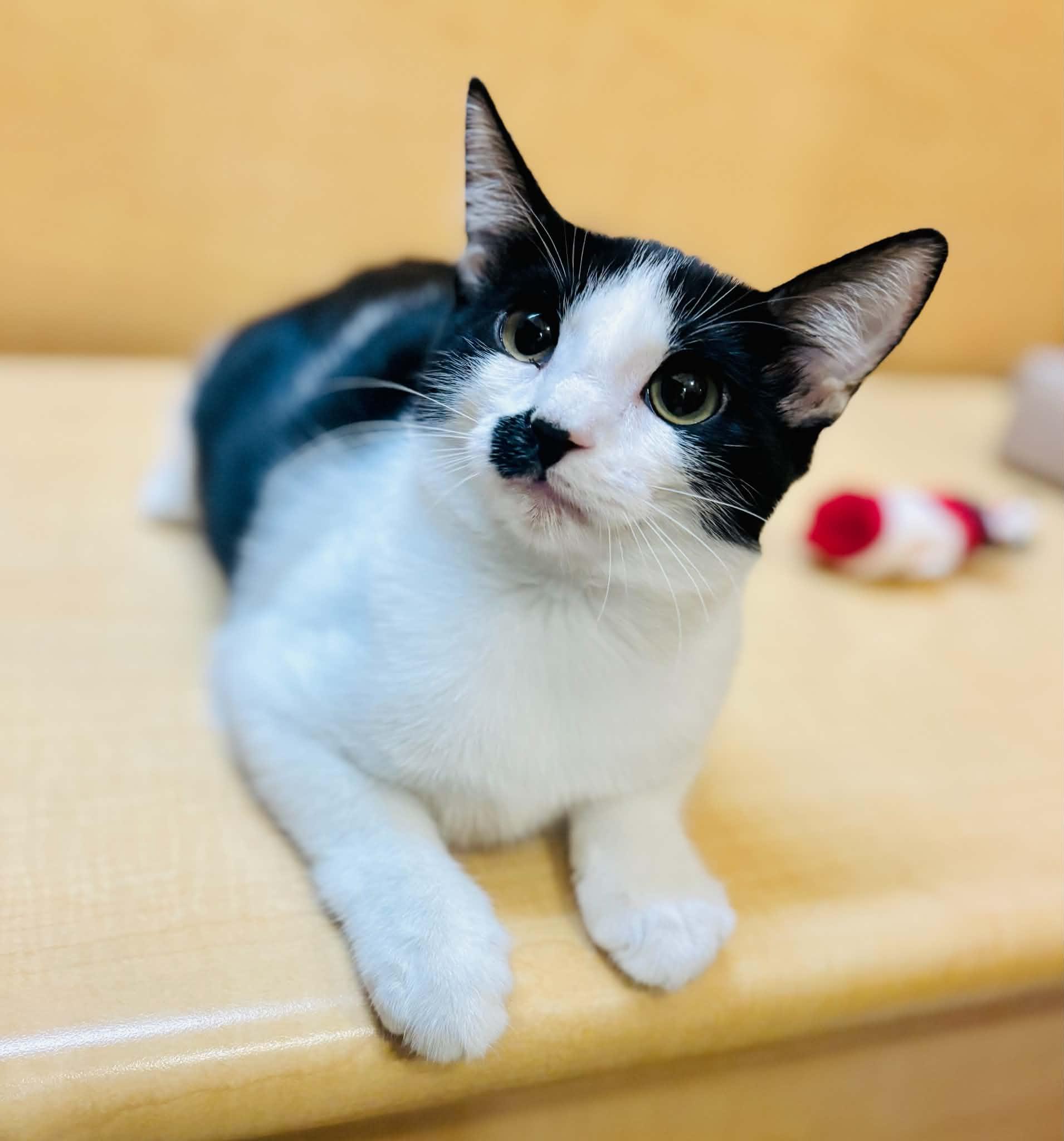Booger, adopted, Young Female Domestic Short Hair.