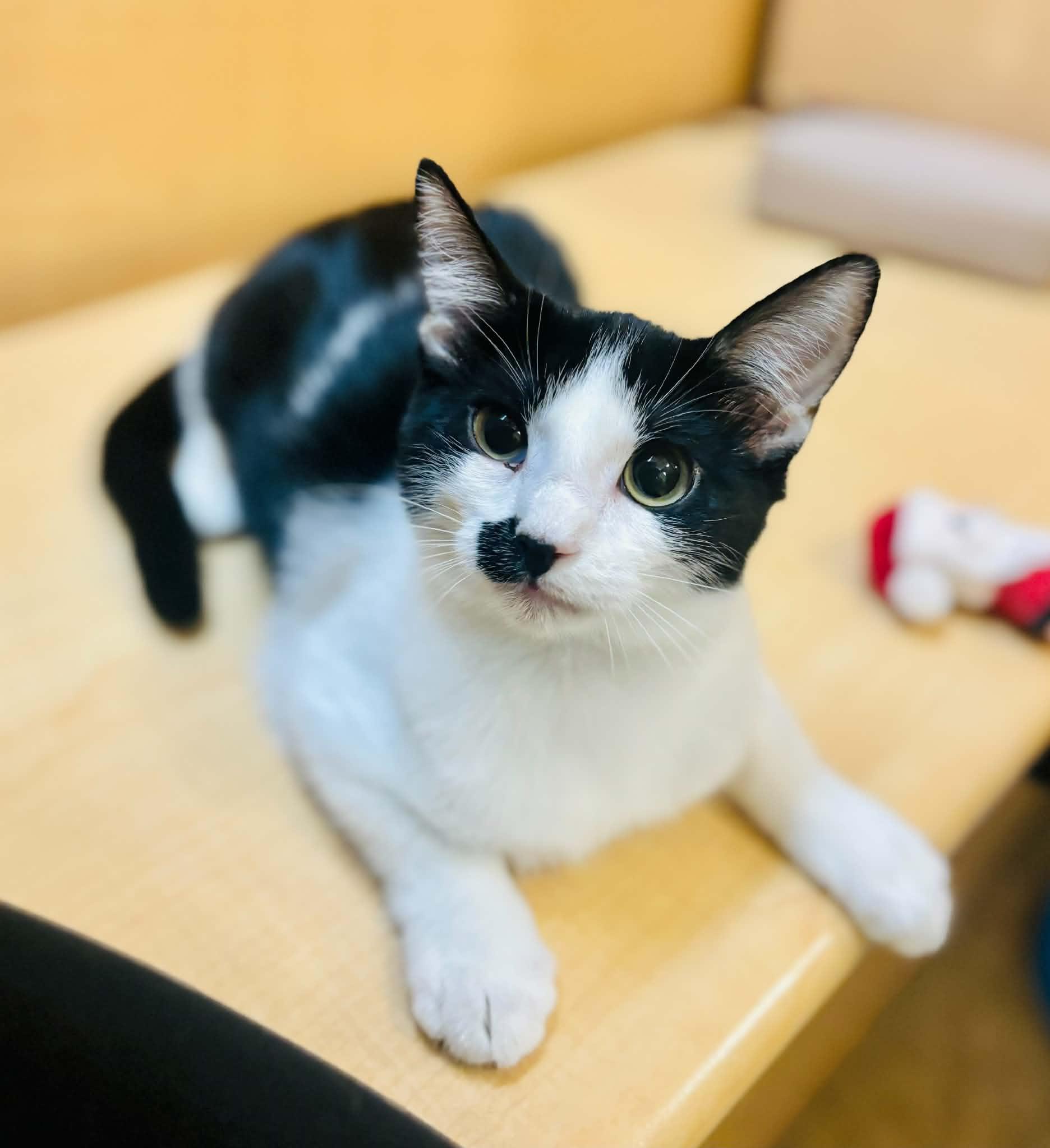 Enlarge Booger, an adopted Domestic Short Hair in Mansfield, TX image 2/2