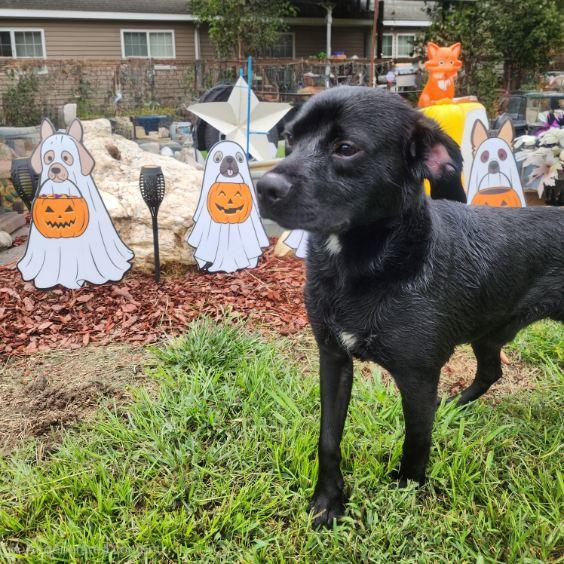 Enlarge Dov, a Adoptable mixed breed in Manhasset, NY image 2/6
