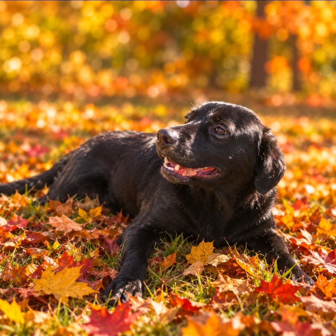 Dov, Adoptable, Young Male Labrador Retriever.