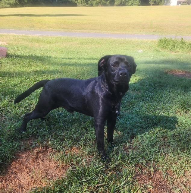Dov, Adoptable, Young Male Labrador Retriever.
