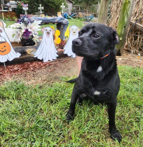 Enlarge Dov, a Adoptable mixed breed in Manhasset, NY image 3/6