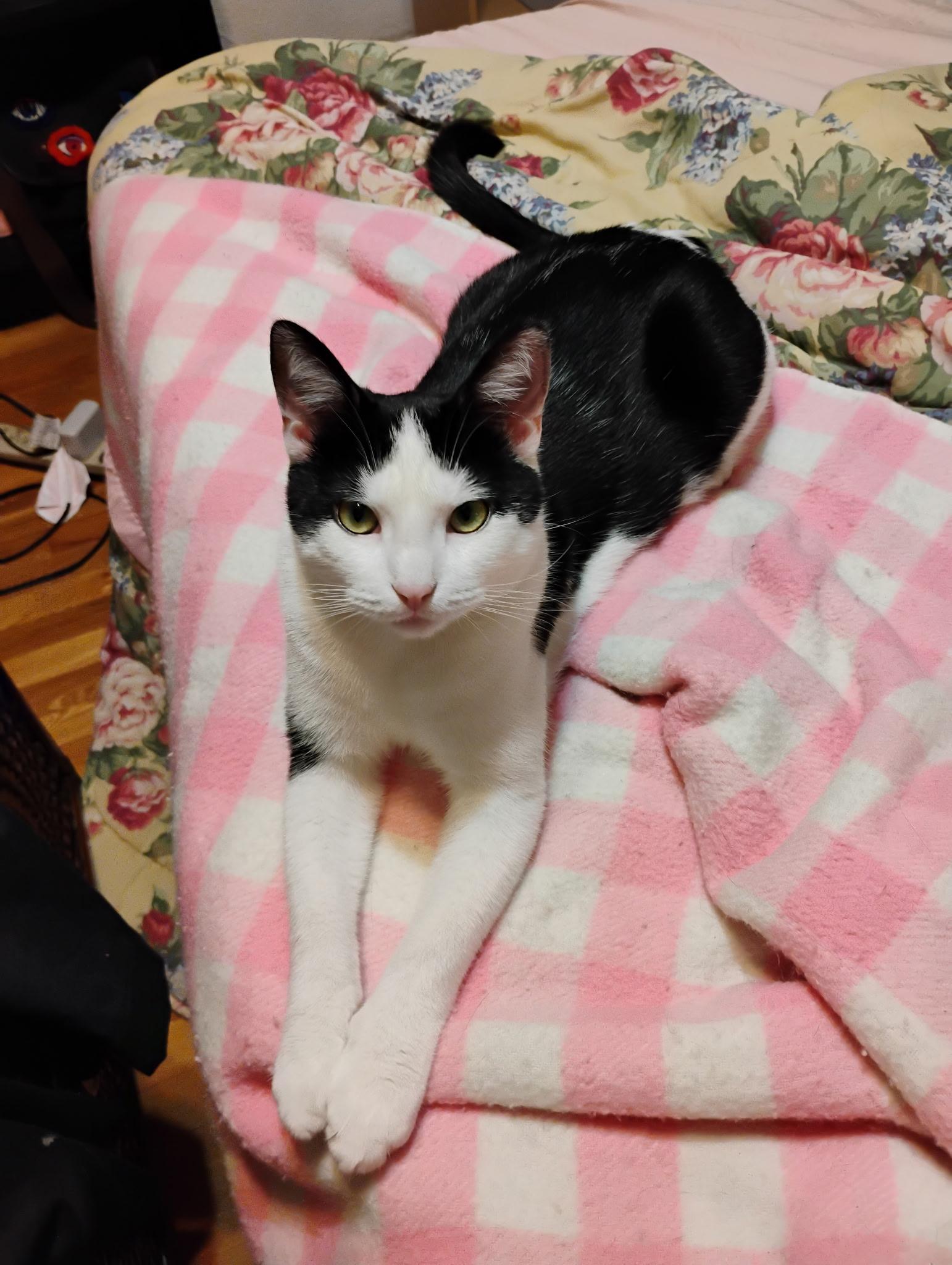 Enlarge Yuew, an adopted Domestic Short Hair in Pittsburgh, PA image 3/3