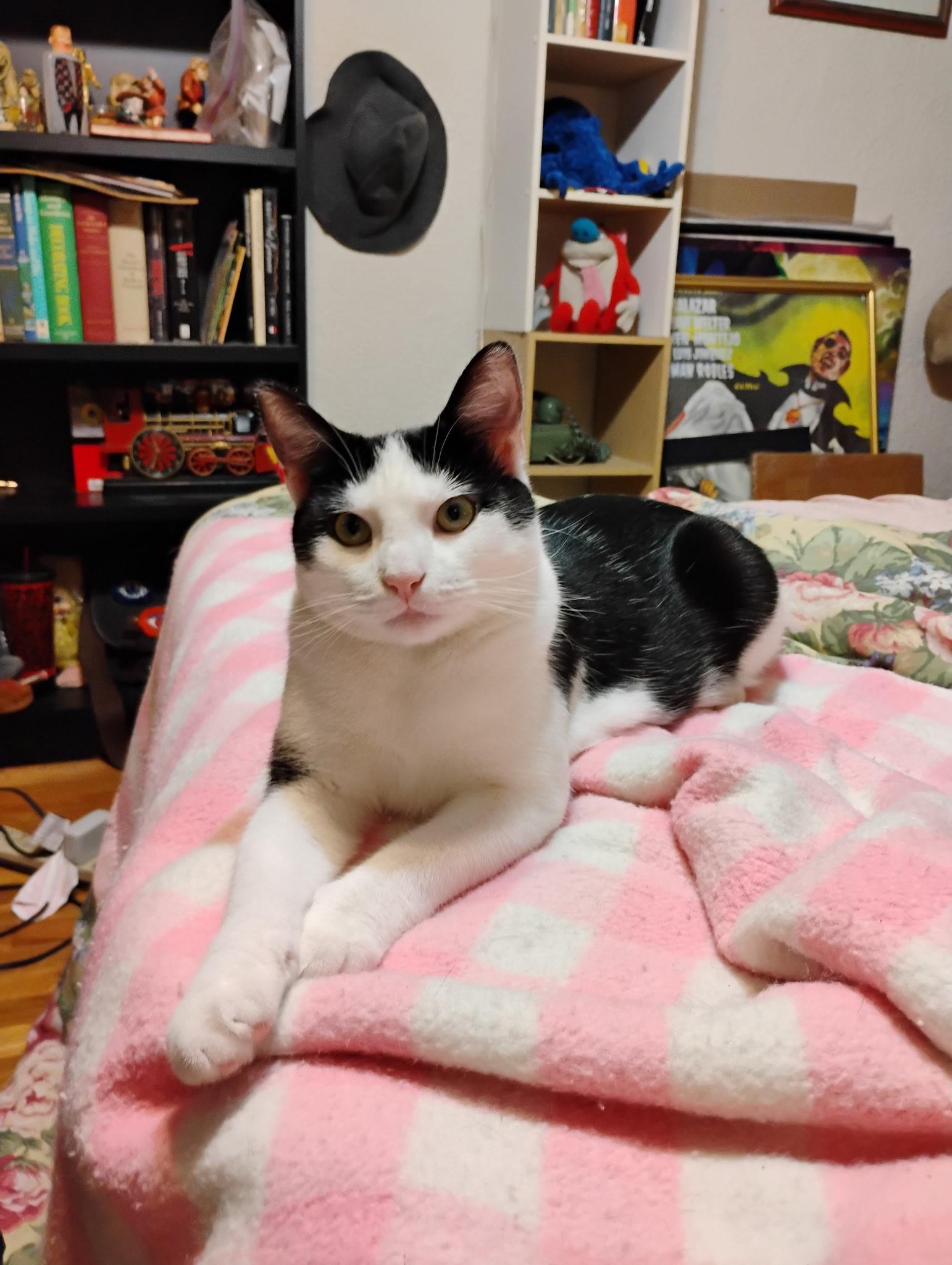 Yuew, adopted, Adult Male Domestic Short Hair.