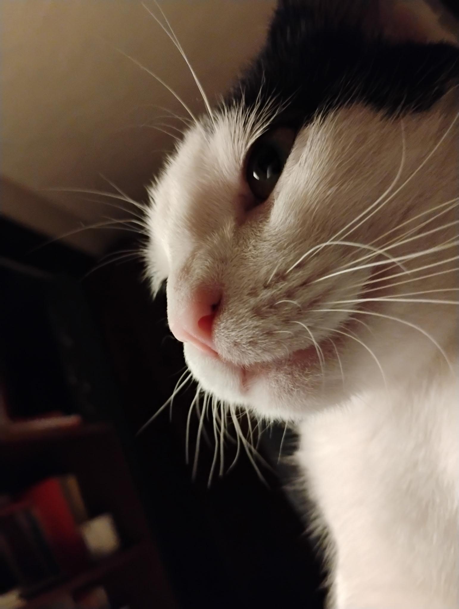 Enlarge Yuew, an adopted Domestic Short Hair in Pittsburgh, PA image 2/3