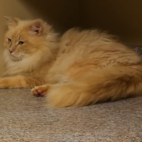 Enlarge Cheeto, a Adoptable Domestic Long Hair in Ladson, SC image 1/5