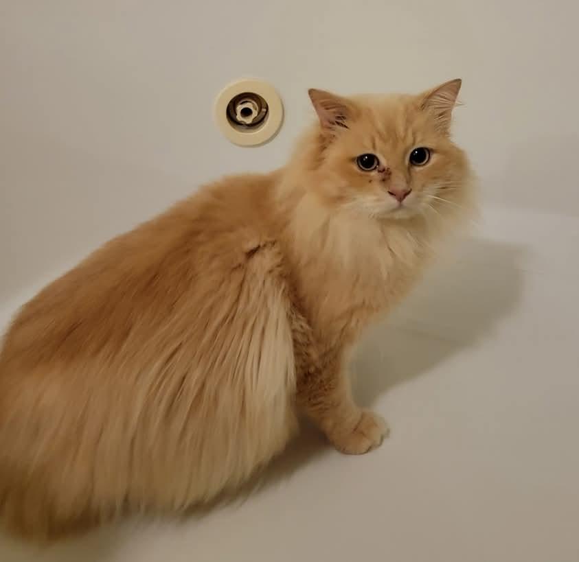 Enlarge Cheeto, a Adoptable Domestic Long Hair in Ladson, SC image 2/5