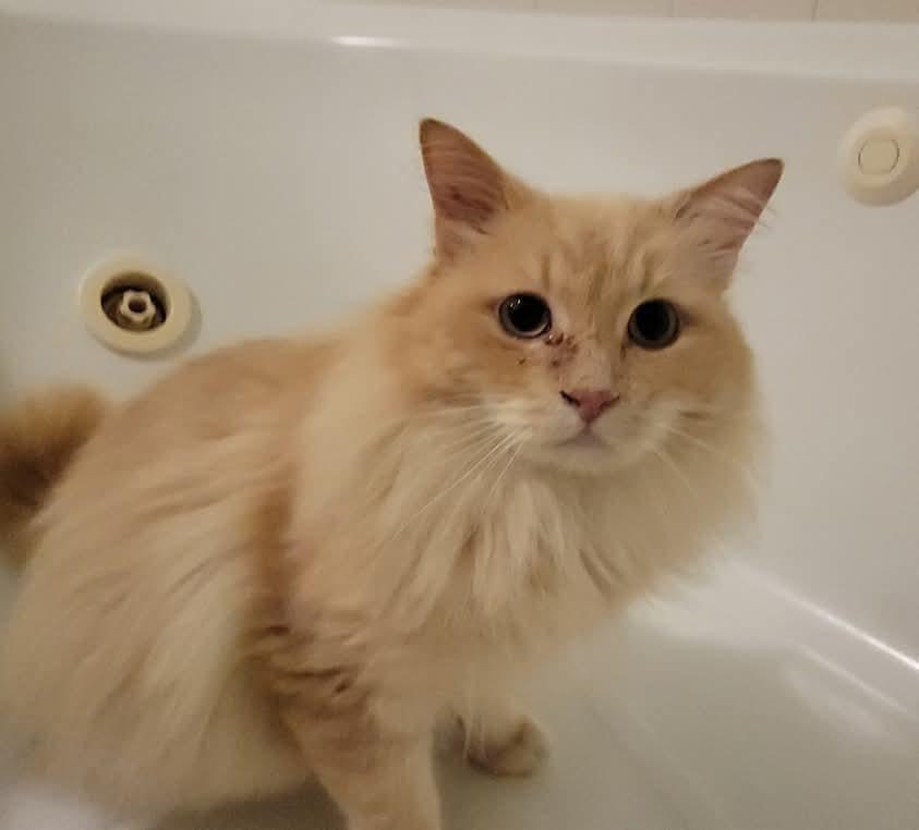 Enlarge Cheeto, a Adoptable Domestic Long Hair in Ladson, SC image 3/5