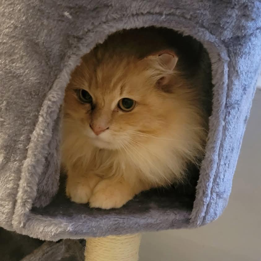 Enlarge Cheeto, a Adoptable Domestic Long Hair in Ladson, SC image 5/5