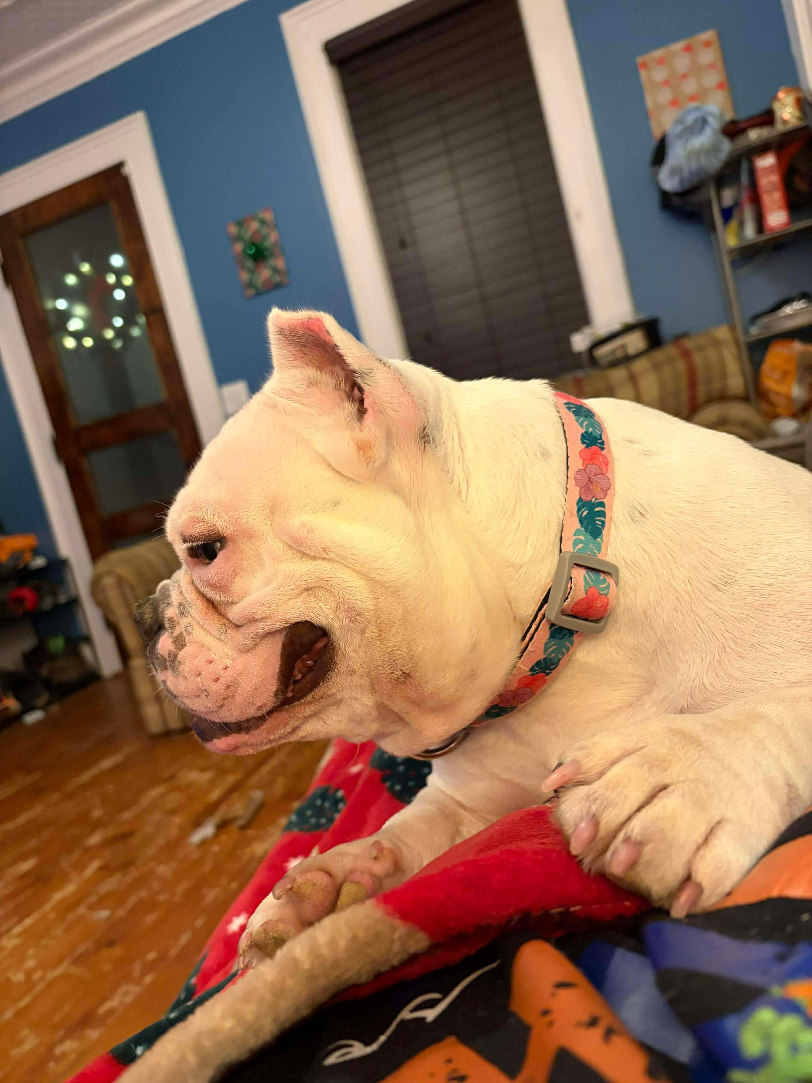 Annie, a ADOPTABLE mixed breed in Clay, NY image 1/6