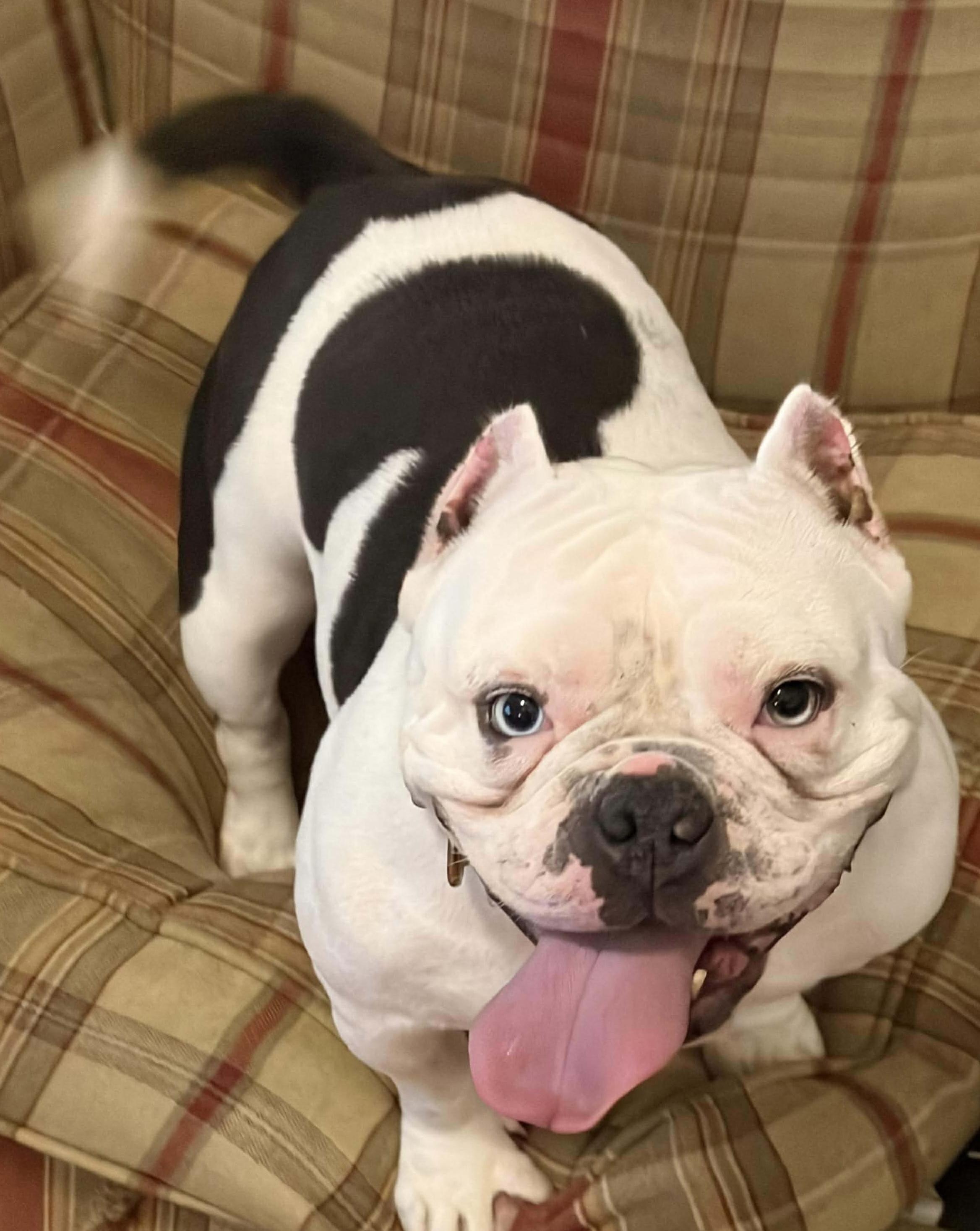Annie, ADOPTABLE, Adult Female French Bulldog & Bulldog.