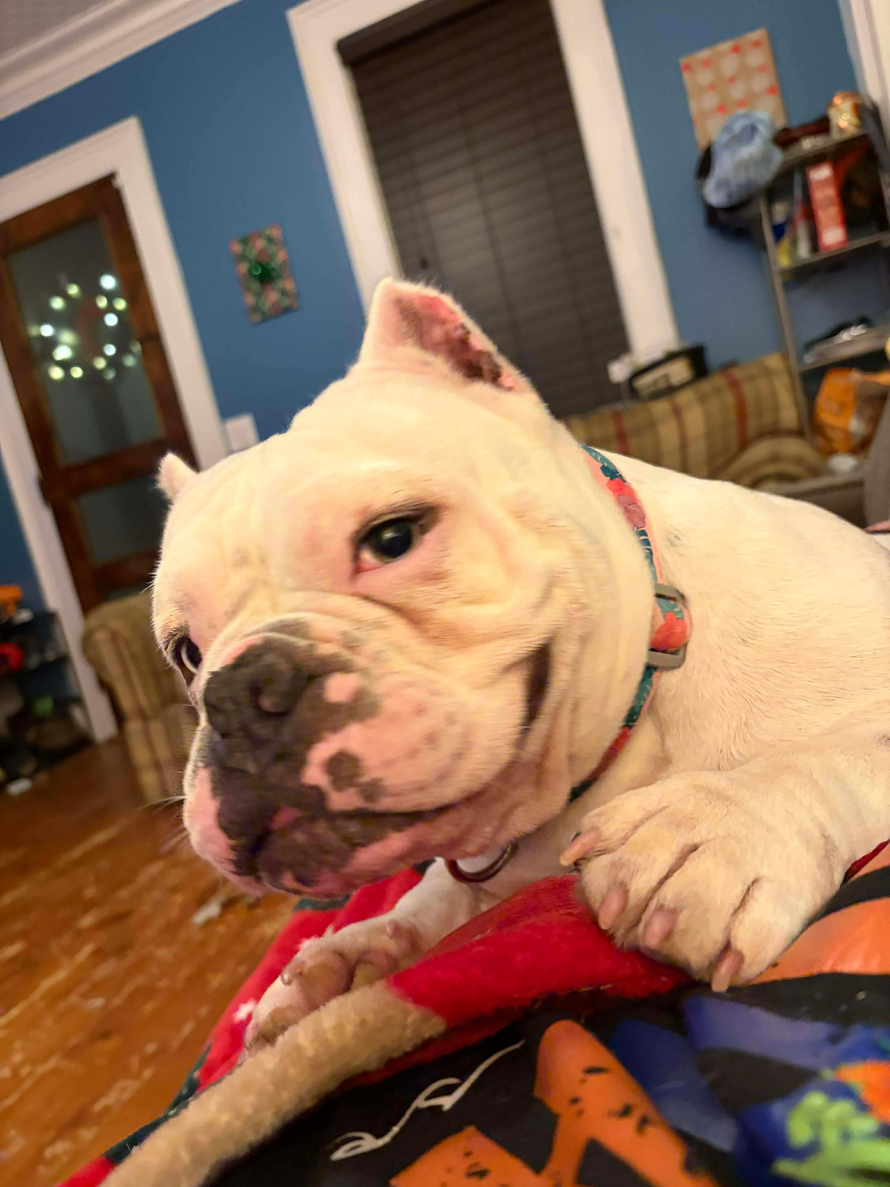 Annie, a ADOPTABLE mixed breed in Clay, NY image 2/6