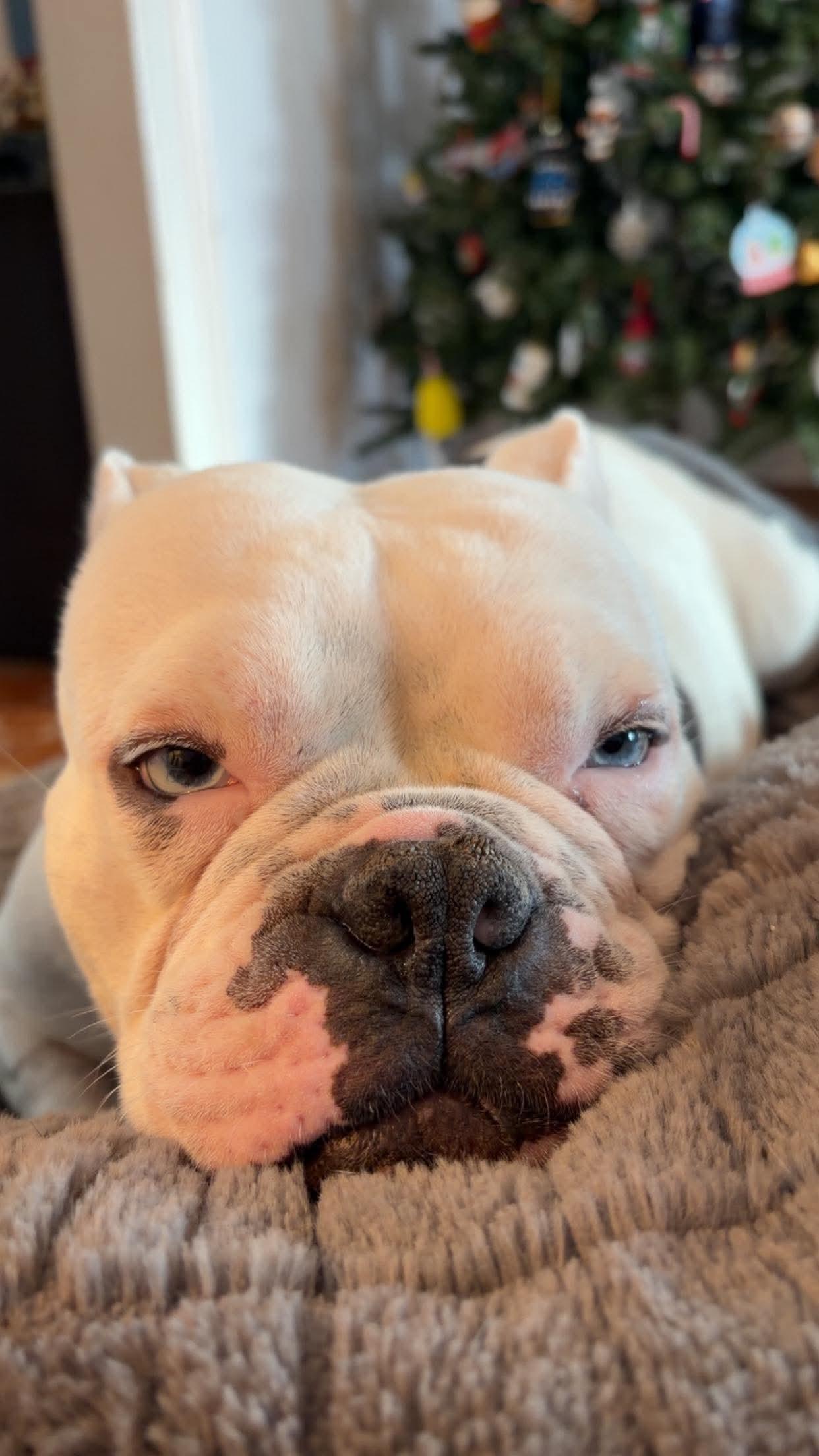 Annie, a ADOPTABLE mixed breed in Clay, NY image 3/6