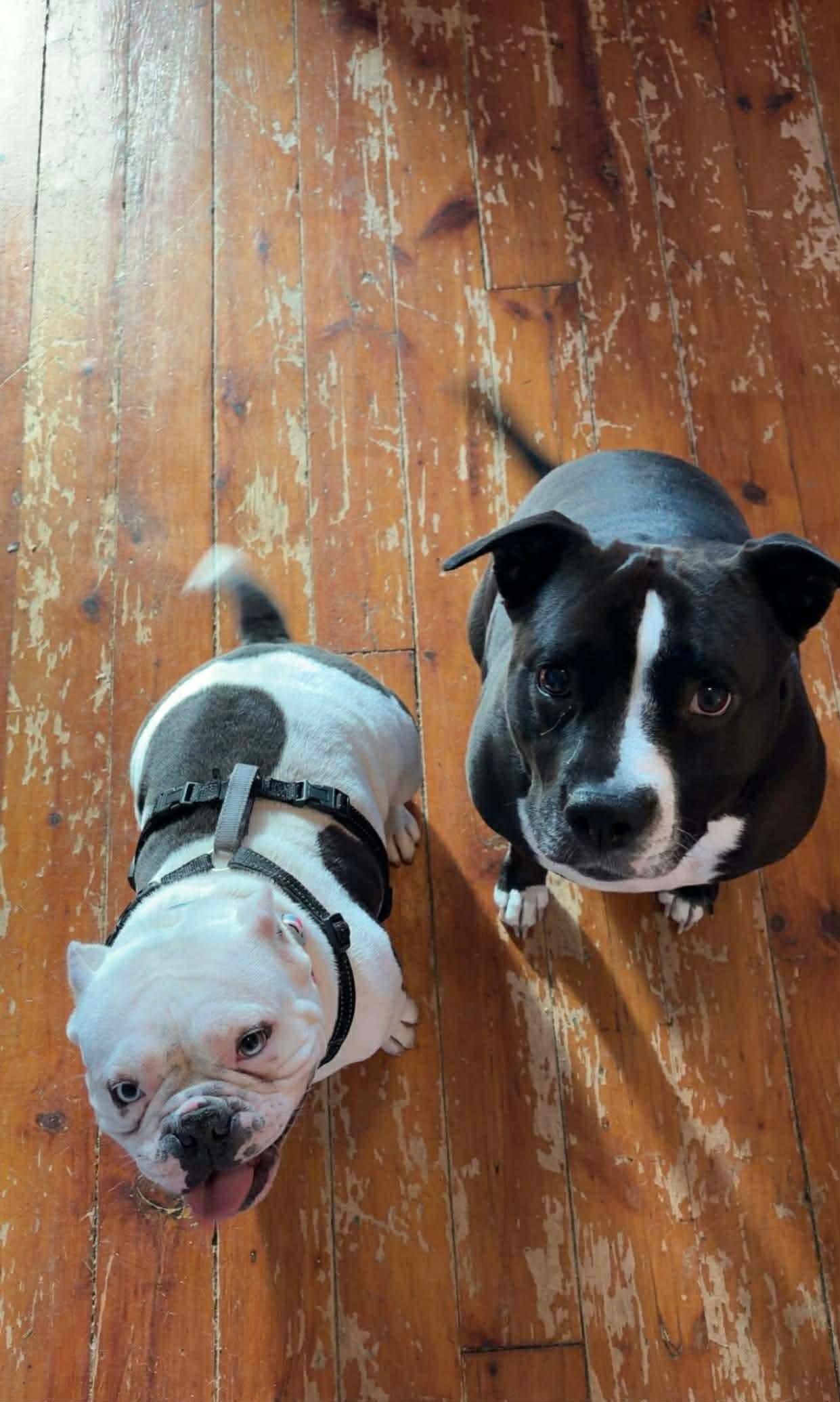 Annie, a ADOPTABLE mixed breed in Clay, NY image 4/6