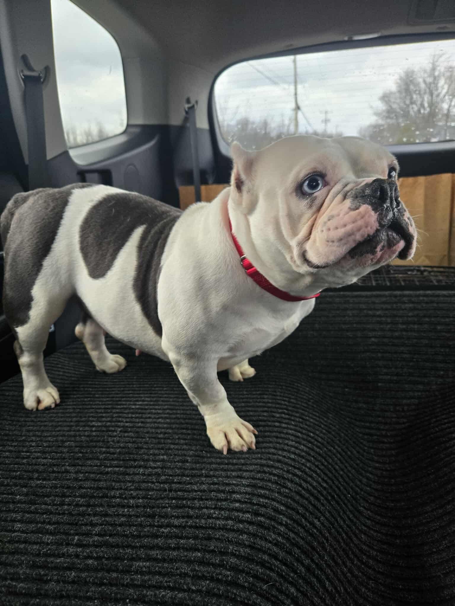 Annie, a ADOPTABLE mixed breed in Clay, NY image 5/6