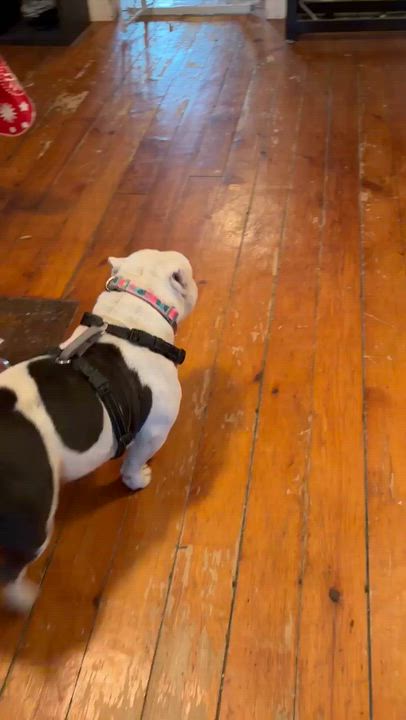 Enlarge Annie, a ADOPTABLE mixed breed in Clay, NY video 6/6