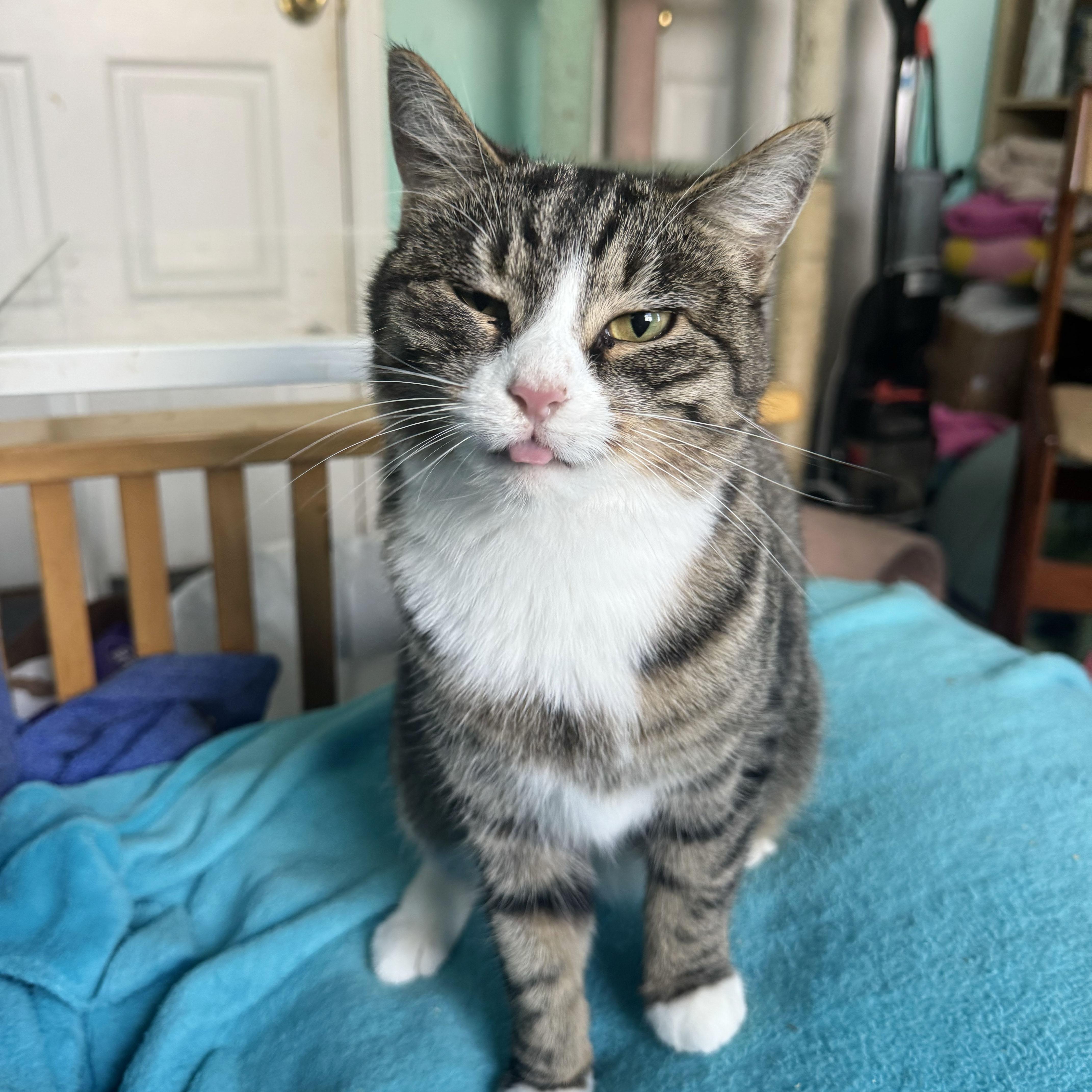 Enlarge Virginia, a Adoptable Domestic Short Hair in BROOKLYN, NY image 1/6