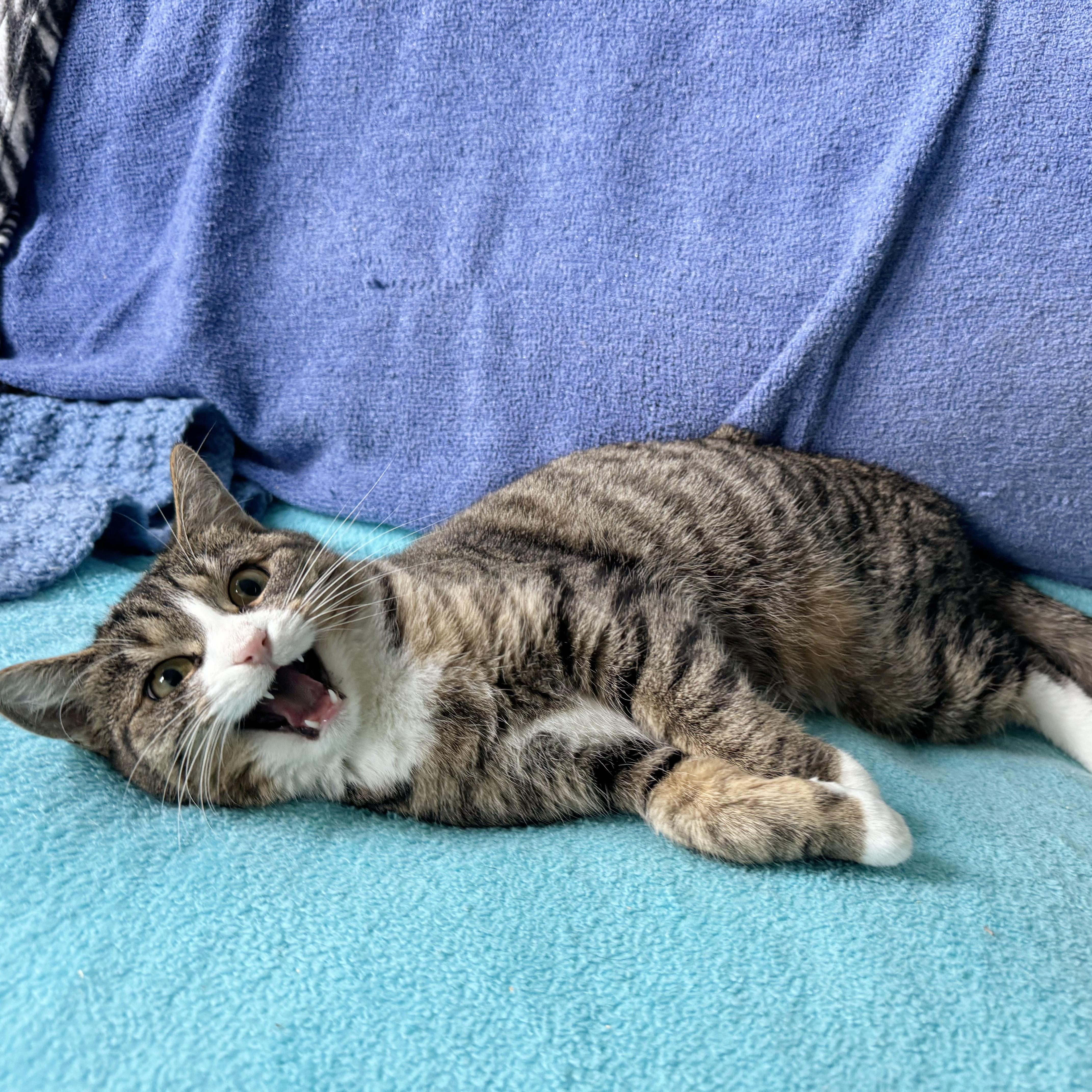 Enlarge Virginia, a Adoptable Domestic Short Hair in BROOKLYN, NY image 2/6