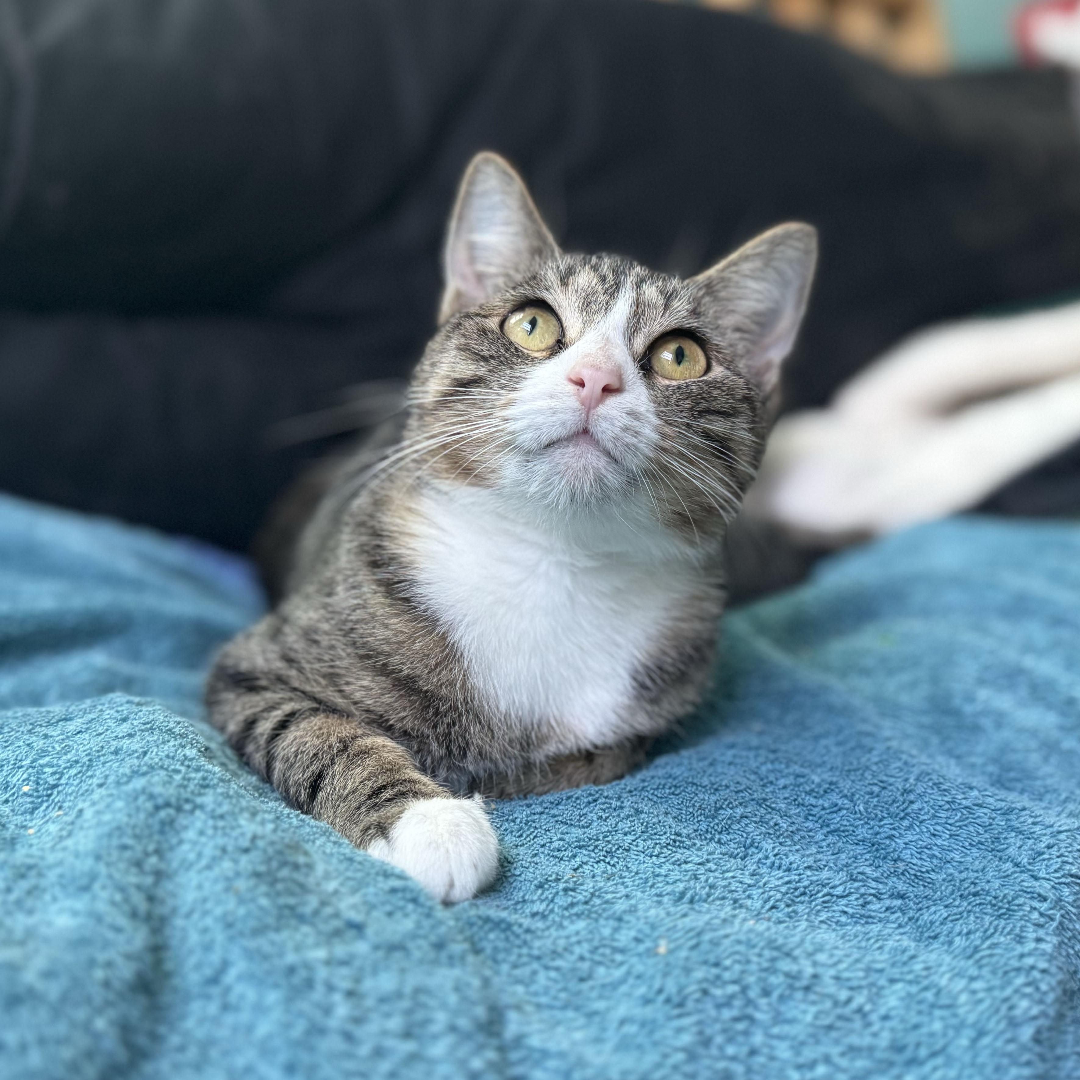 Enlarge Virginia, a Adoptable Domestic Short Hair in BROOKLYN, NY image 3/6