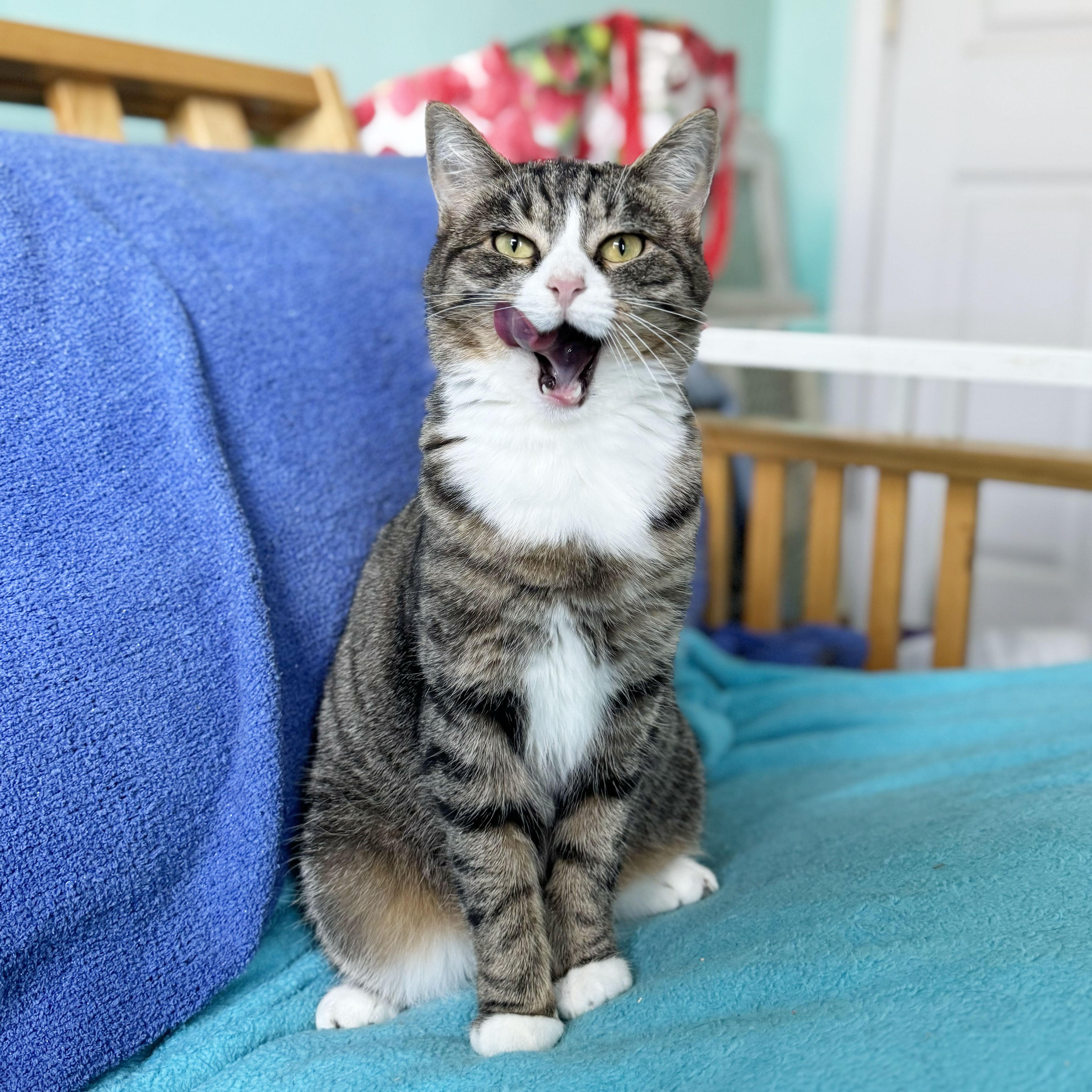 Enlarge Virginia, a Adoptable Domestic Short Hair in BROOKLYN, NY image 4/6