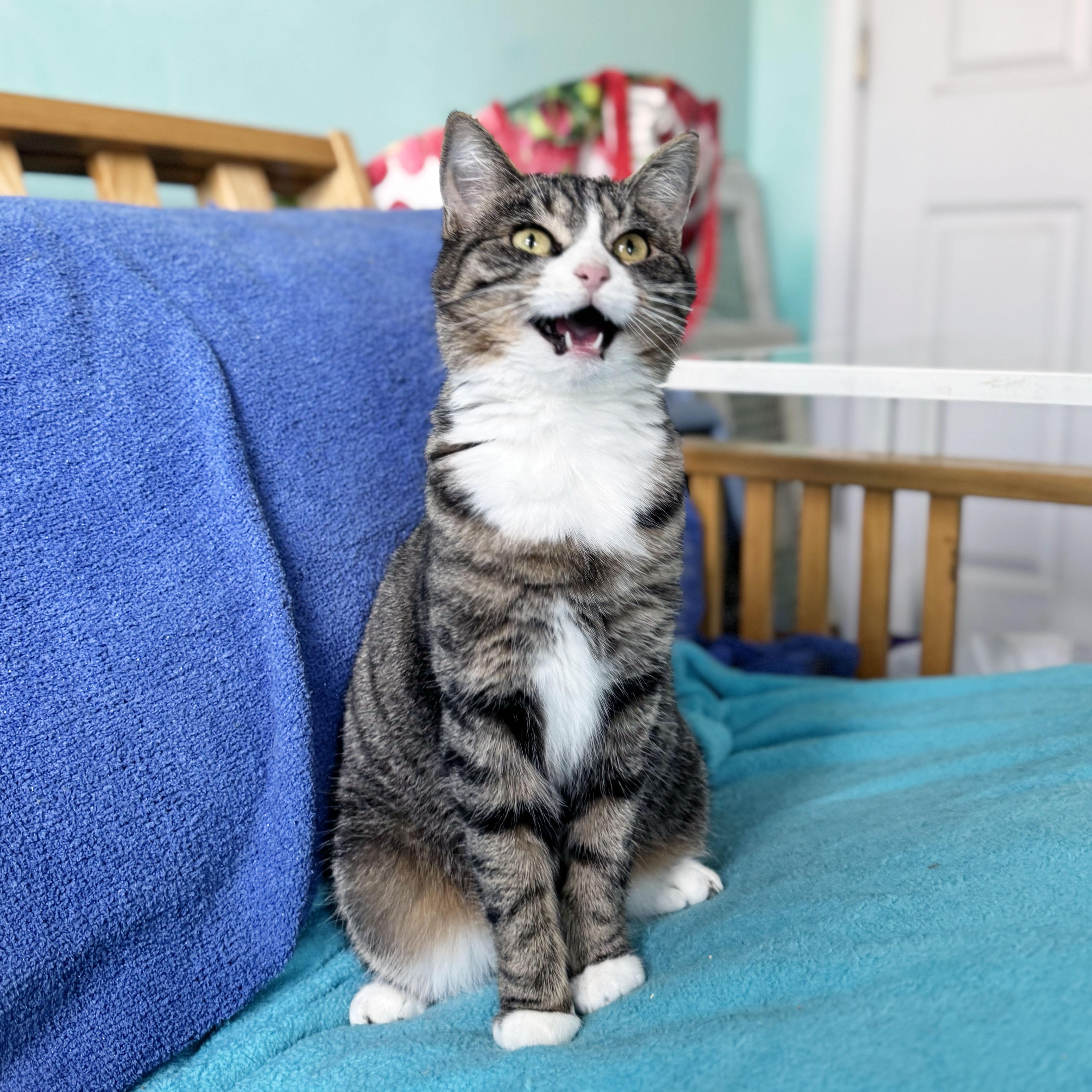 Enlarge Virginia, a Adoptable Domestic Short Hair in BROOKLYN, NY image 5/6