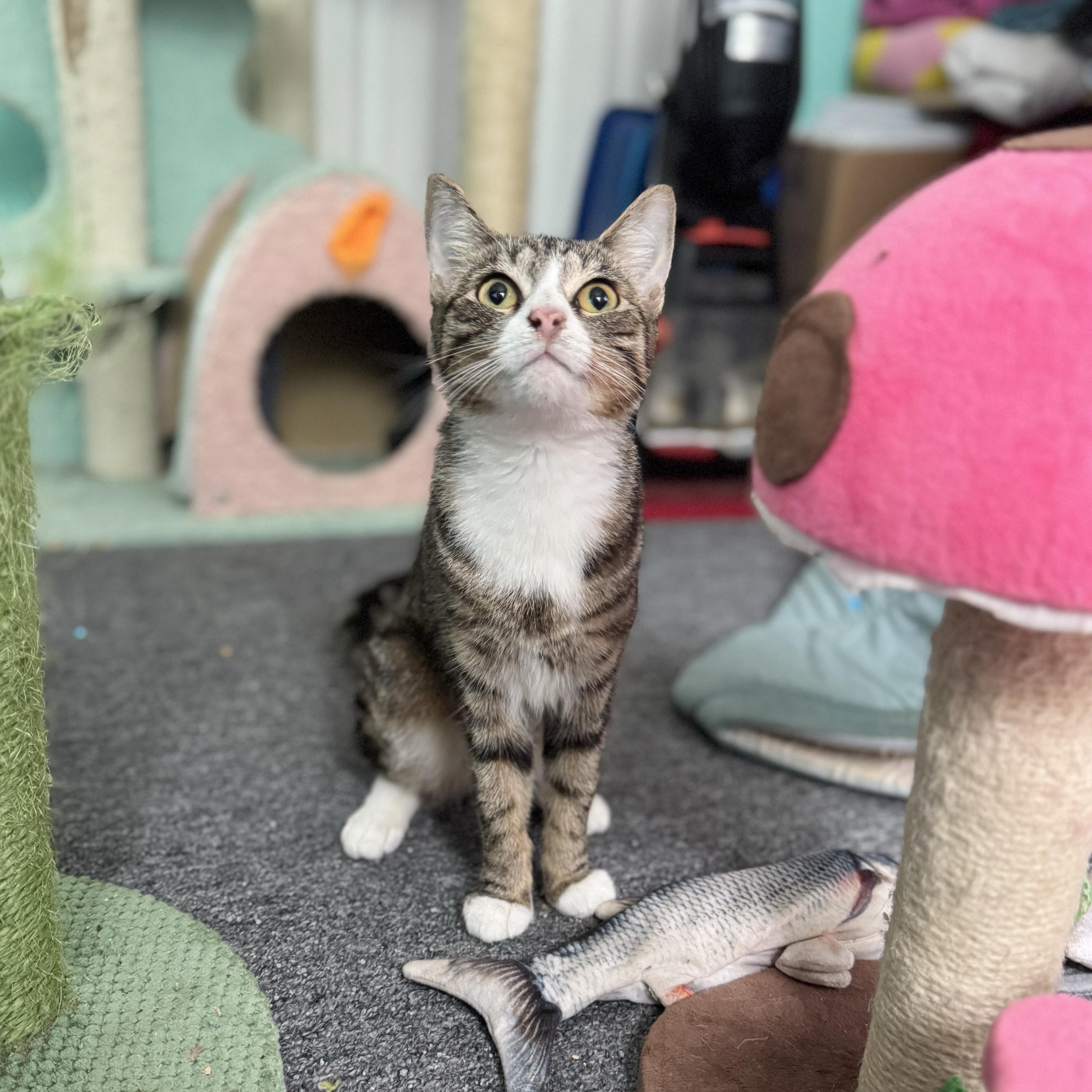 Enlarge Virginia, a Adoptable Domestic Short Hair in BROOKLYN, NY image 6/6