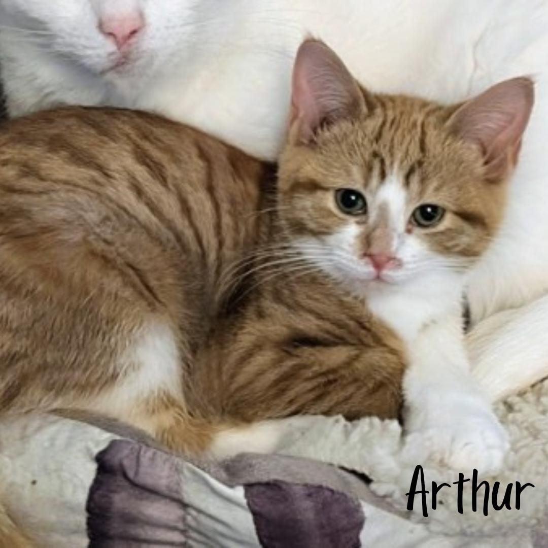 Enlarge Arthur , a ADOPTABLE mixed breed in Janesville, WI image 1/1