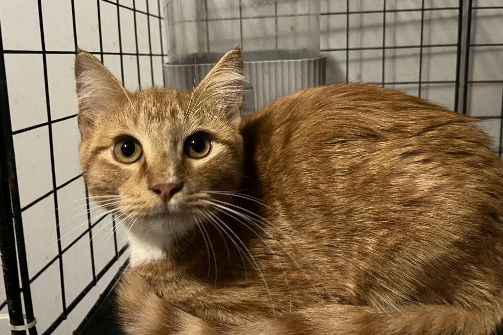 Edgar, Adoptable, Young Male Domestic Short Hair & Tabby.