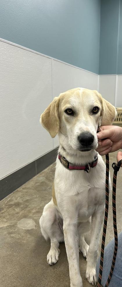 Enlarge Malibu, an adopted mixed breed in La Grange, TX image 1/1