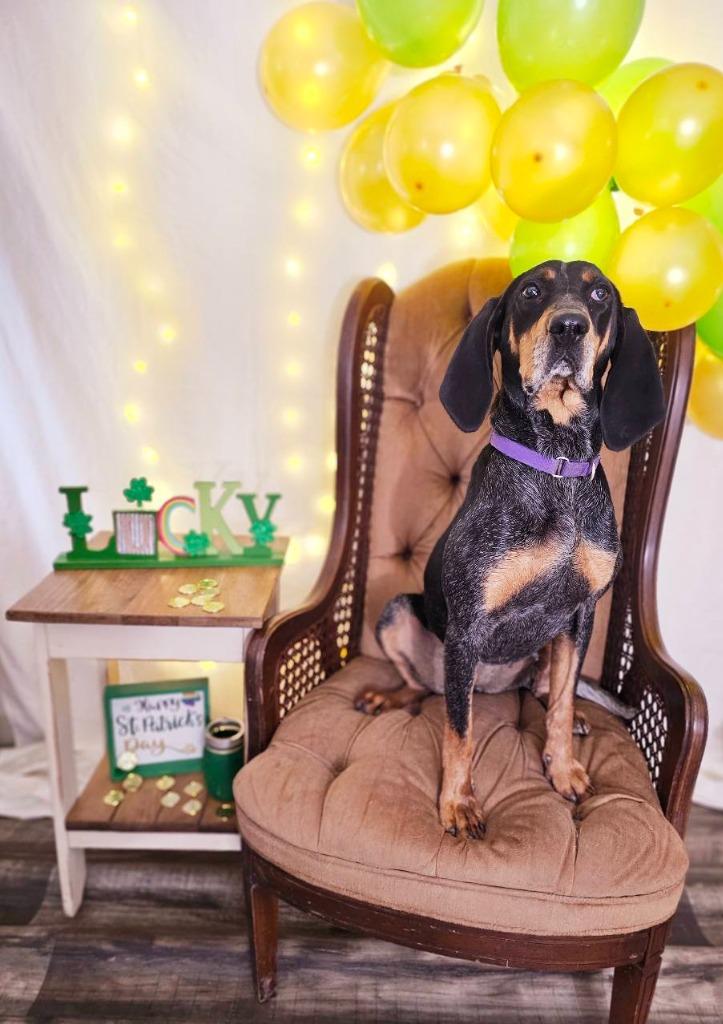Blakely, Adoptable, Adult Female Bluetick Coonhound.