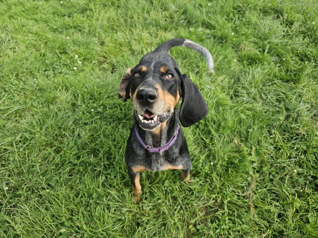 Enlarge Blakely, a Adoptable Bluetick Coonhound in Sprakers, NY image 3/4