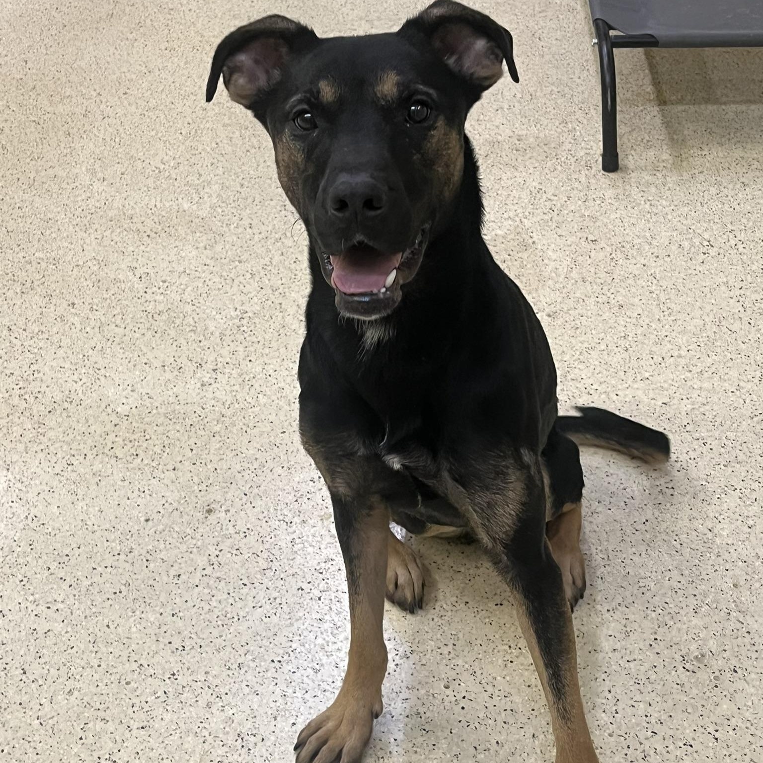 Thorin, an adoptable mixed breed in Muncie, IN image 6/6