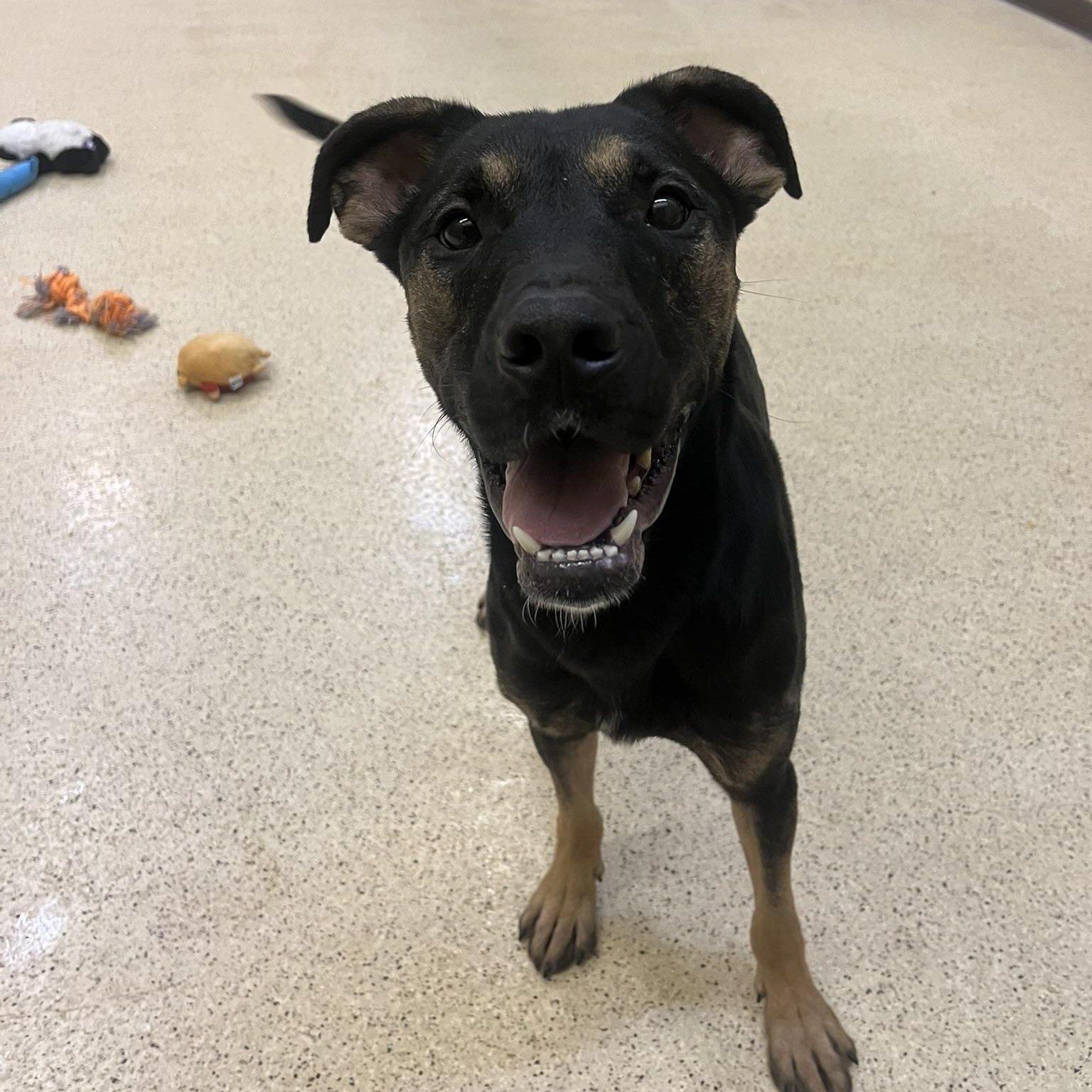 Thorin, an adoptable mixed breed in Muncie, IN image 1/6