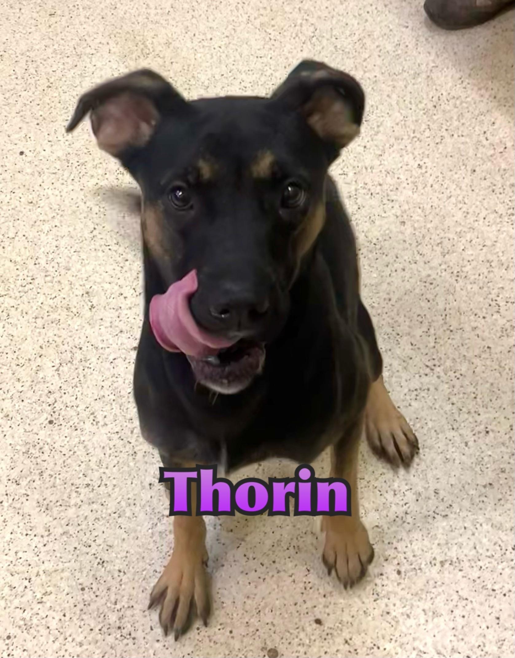 Thorin