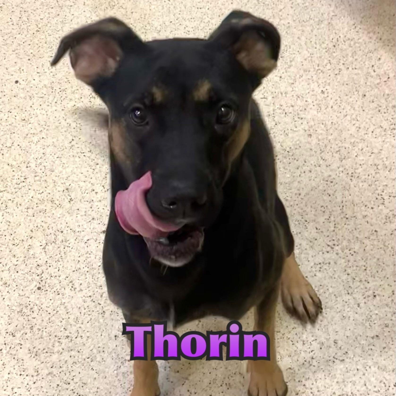 Thorin, an adoptable mixed breed in Muncie, IN image 2/6