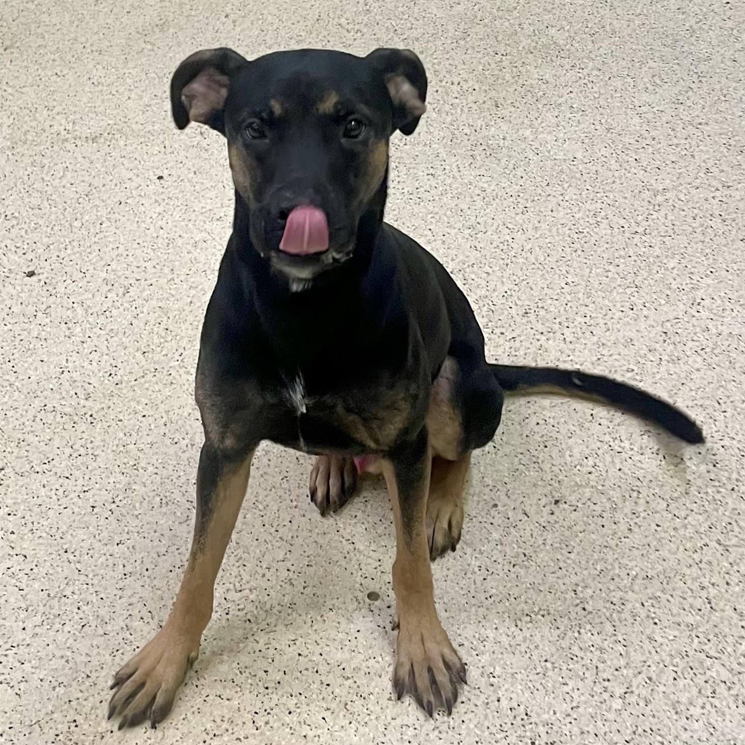 Thorin, an adoptable mixed breed in Muncie, IN image 3/6