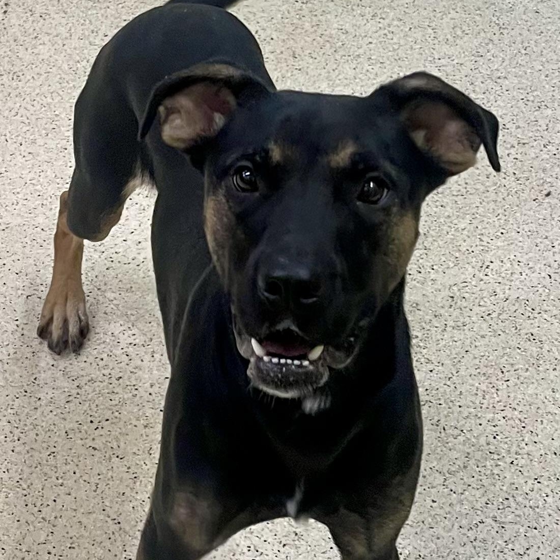 Thorin, an adoptable mixed breed in Muncie, IN image 4/6