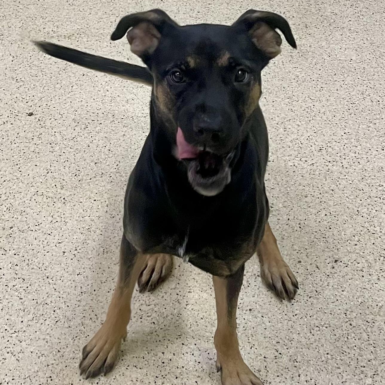 Thorin, an adoptable mixed breed in Muncie, IN image 5/6