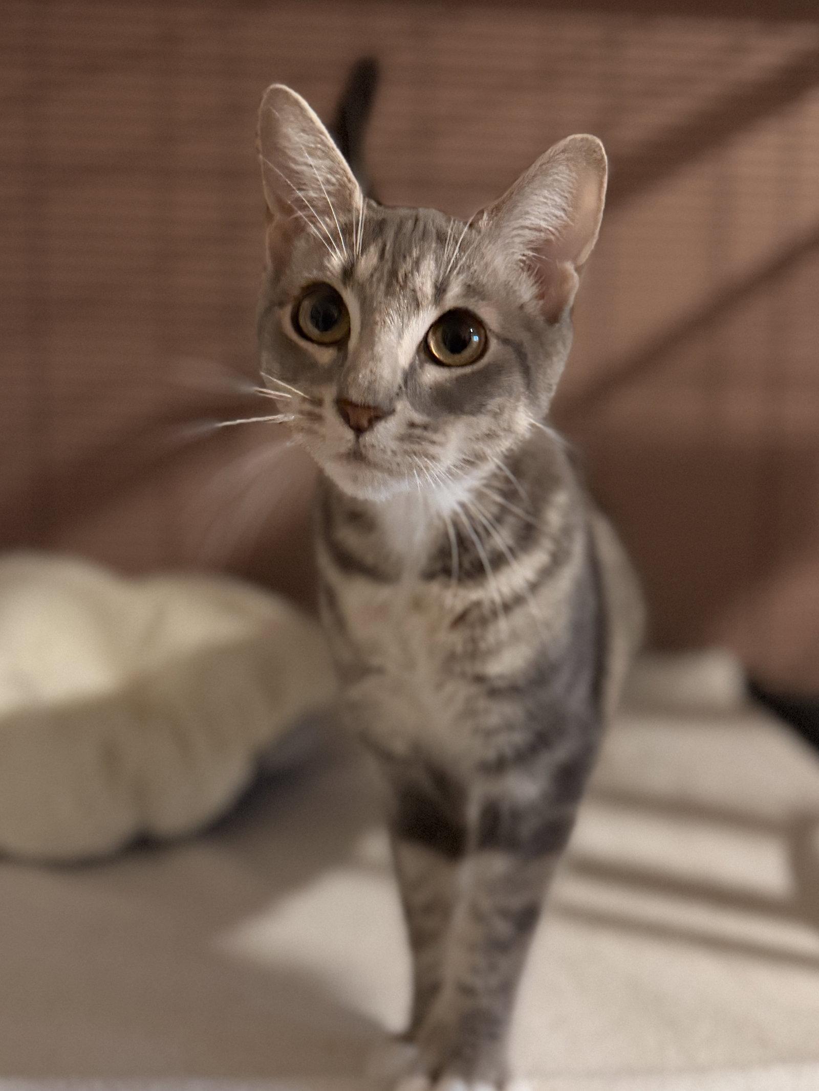 Lavender, Adoptable, Kitten Female Domestic Short Hair.