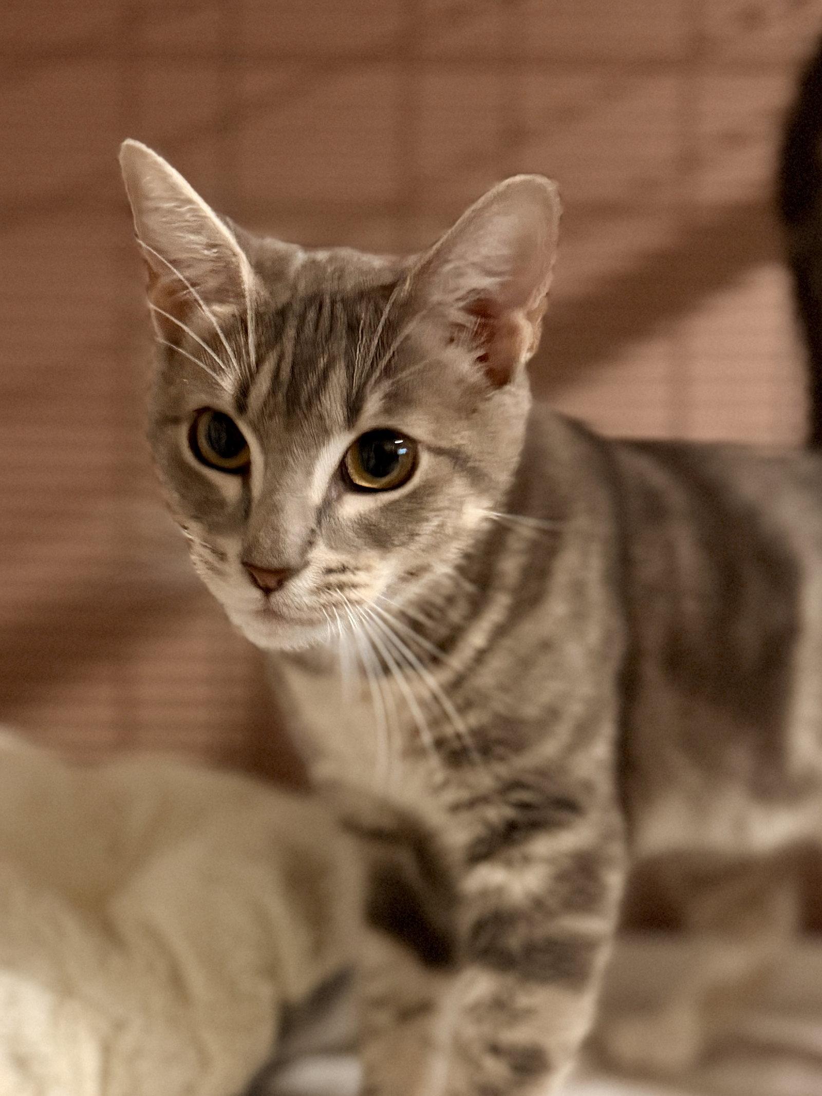 Enlarge Lavender, a Adoptable Domestic Short Hair in Sanford, FL image 2/2