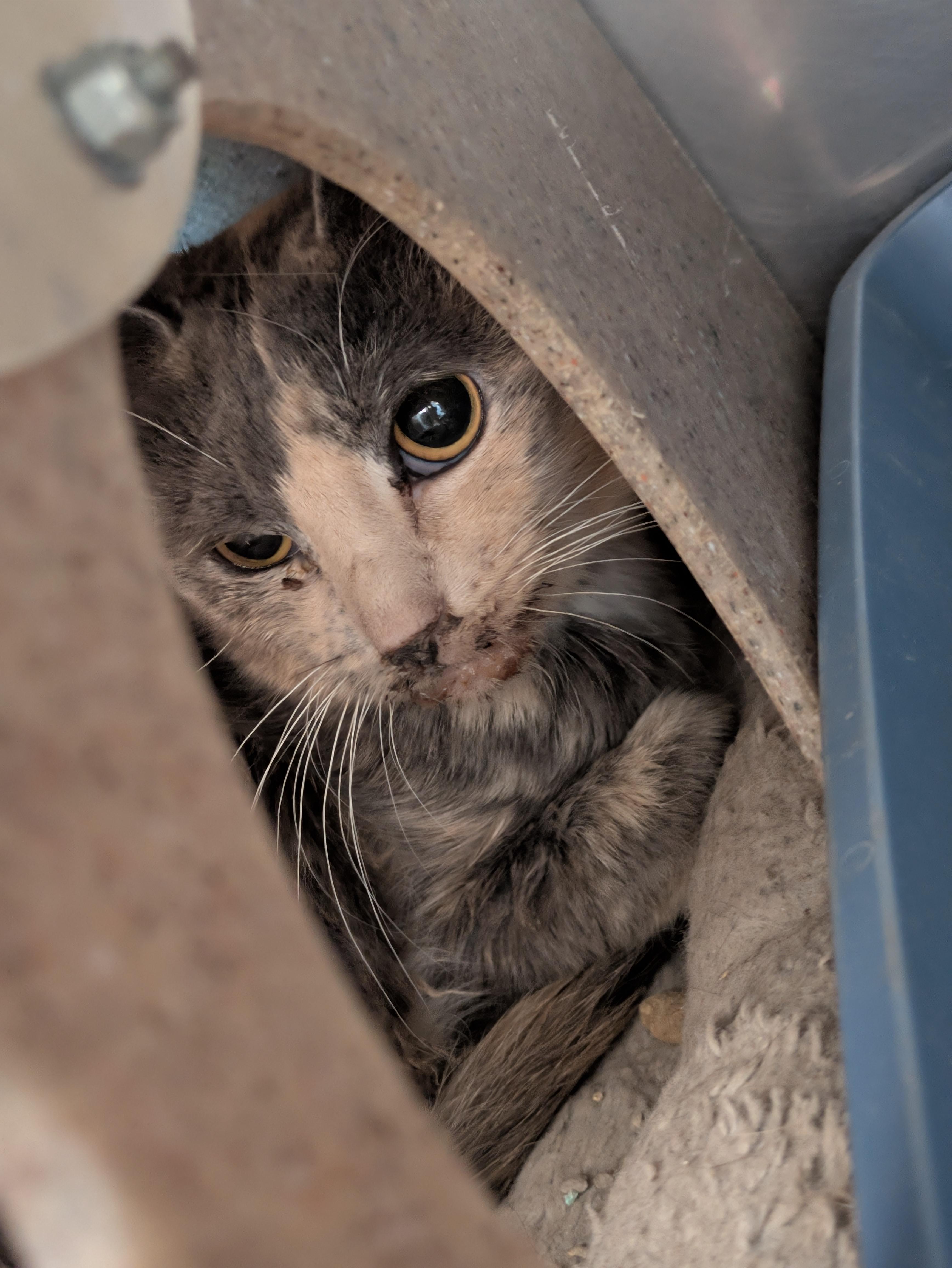 Enlarge Beatrice (Barn Cat), a ADOPTABLE mixed breed in Bedford, VA image 1/1